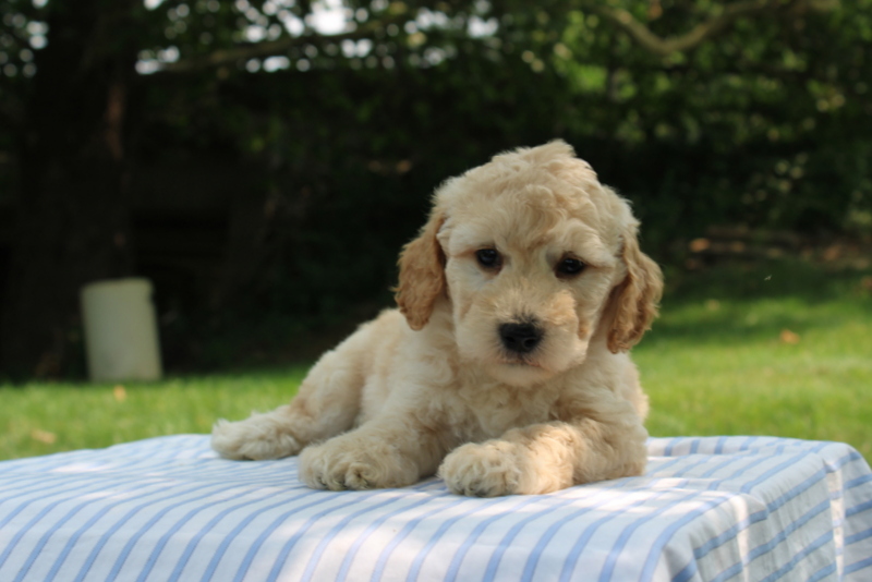 puppy, for, sale, Mini Goldendoodle F1B, Matthew B. Stoltzfus, dog, breeder, Gap, PA, dog-breeder, puppy-for-sale, forsale, nearby, find, puppyfind, locator, puppylocator, aca